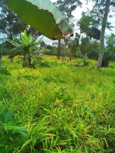 1547738779 41 legend organic vegetables company limited 1