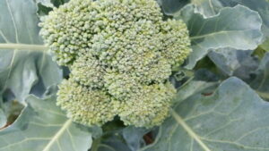 1564597674 33 legend organic vegetables company limited