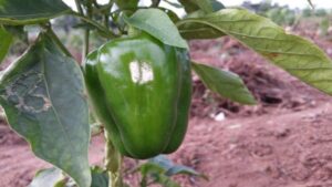 1564598117 60 legend organic vegetables company limited