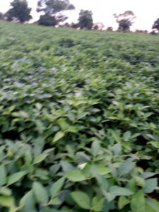 tuurosong m s farms company limited1